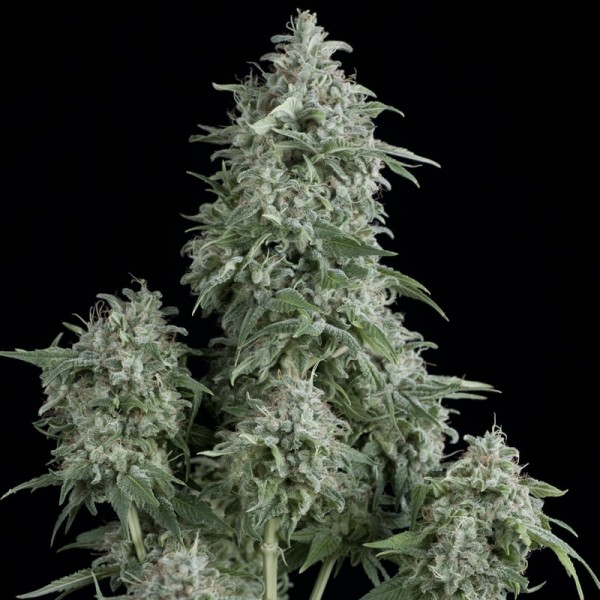 Насіння коноплі Pyramid Seeds Anubis feminised