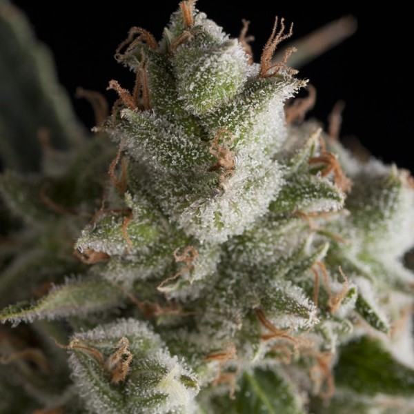 Семена конопли Pyramid Seeds Fresh Candy feminised