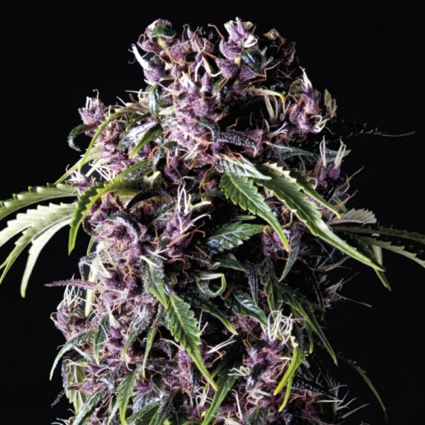 Семена конопли Pyramid Seeds Purple feminised