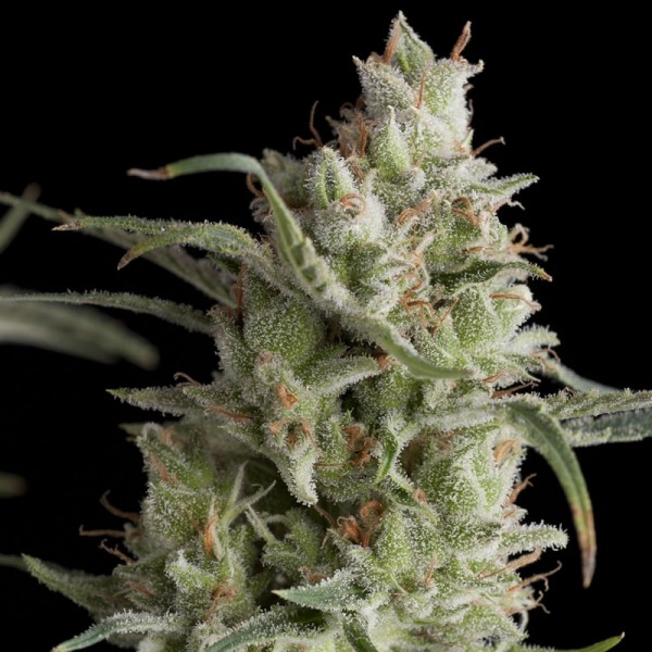 Насіння коноплі Pyramid Seeds Super OG kush feminised