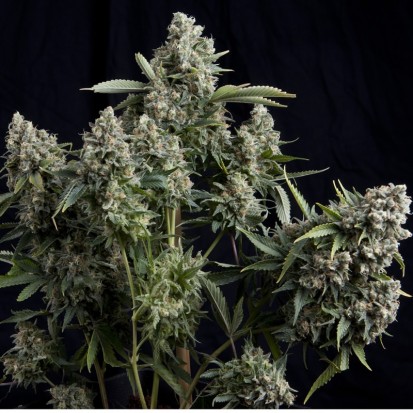 Конопли семена девочки официально о марихуане