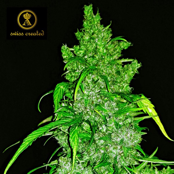 Семена марихуаны Anaconda autofem. Anaconda Seeds