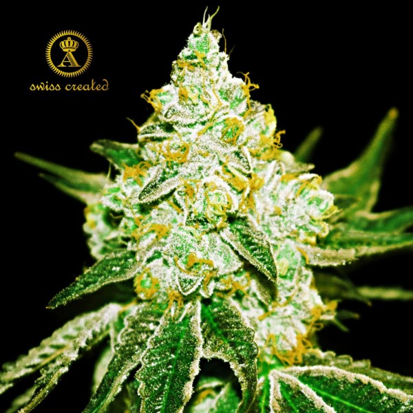 Насіння марихуани Northern Sky autofem. Anaconda Seeds