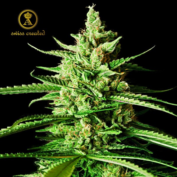 Семена марихуаны AK-01 fem. Anaconda Seeds
