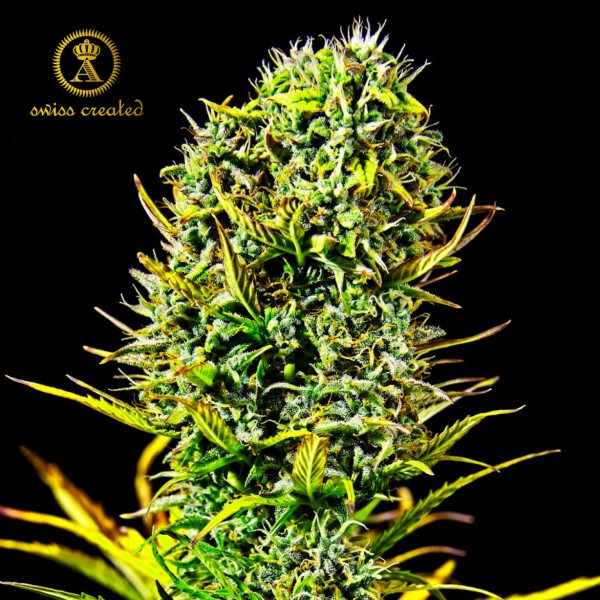 Насіння марихуани Amnesia Haze fem. Anaconda Seeds