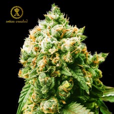 Anaconda feminised (Anaconda Seeds)