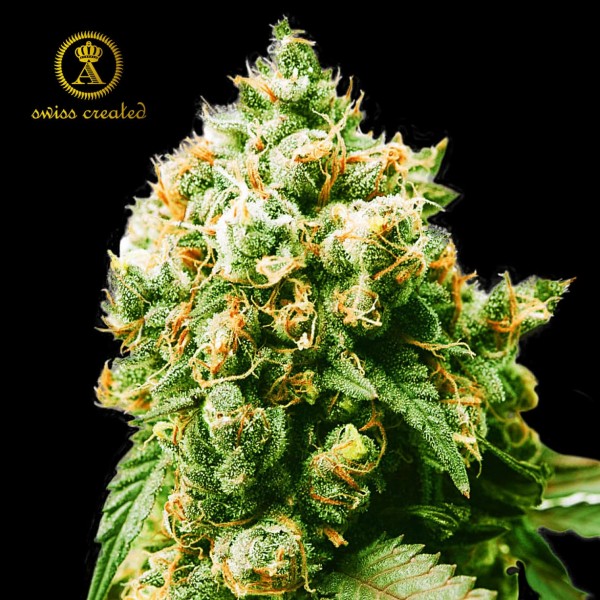 Насіння марихуани Anaconda fem. Anaconda Seeds