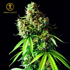 Big Bubble feminised (Anaconda Seeds)