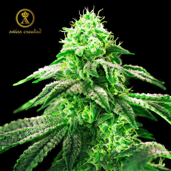Насіння марихуани Hypnotic fem. Anaconda Seeds