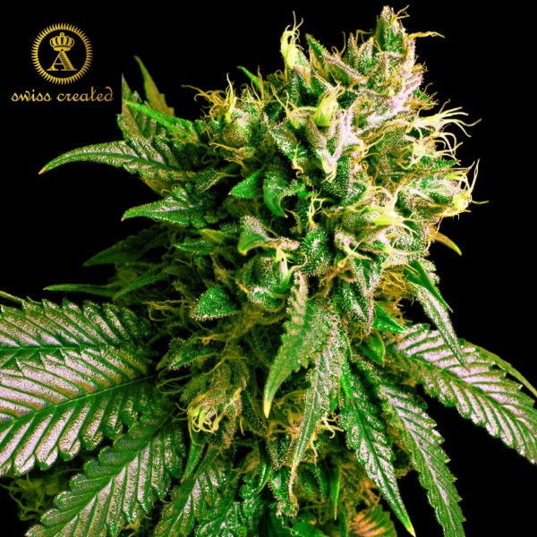Семена марихуаны Strong Skunk fem. Anaconda Seeds