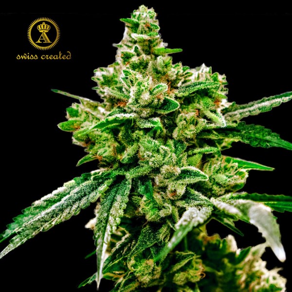 Семена марихуаны White Widow fem. Anaconda Seeds