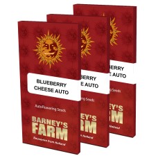 Blueberry Cheese auto feminised (Barneys Farm)