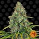 Семена марихуаны Blueberry Cheese autofem. Barneys Farm