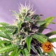 Семена марихуаны Blueberry Cheese autofem. Barneys Farm