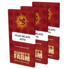 Glue Gelato auto feminised (Barneys Farm)