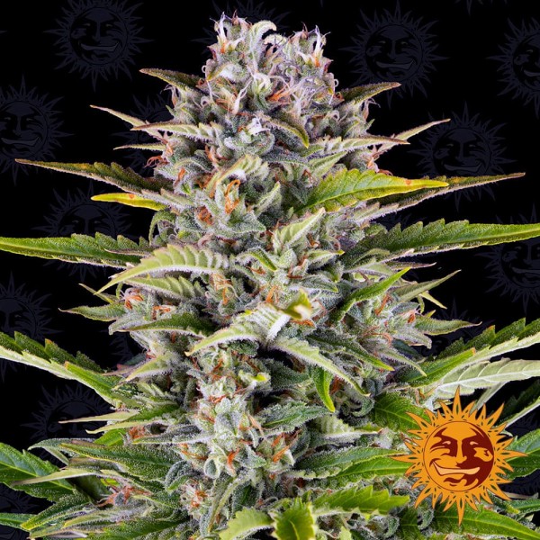 Семена марихуаны Gorilla Zkittlez autofem. Barneys Farm