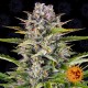 Семена марихуаны Gorilla Zkittlez autofem. Barneys Farm