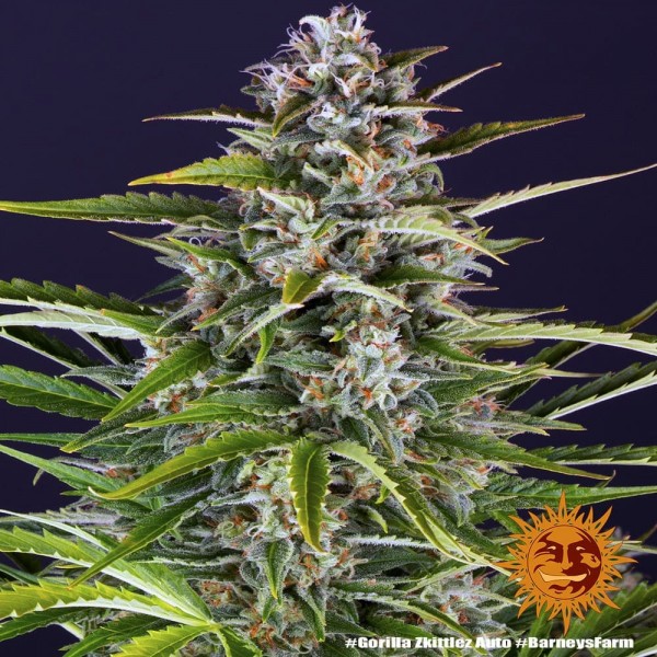 Семена марихуаны Gorilla Zkittlez autofem. Barneys Farm