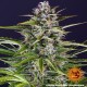 Семена марихуаны Gorilla Zkittlez autofem. Barneys Farm