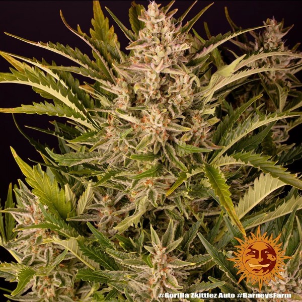 Семена марихуаны Gorilla Zkittlez autofem. Barneys Farm