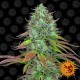 Насіння марихуани LSD autofem. Barneys Farm