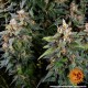 Семена марихуаны Watermelon Zkittlez autofem. Barneys Farm