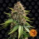 Семена марихуаны White Widow XXL autofem. Barneys Farm