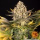 Семена марихуаны Banana Punch fem. Barneys Farm