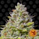 Семена марихуаны Blue Gelato 41 fem. Barneys Farm