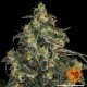 Семена марихуаны Blue Gelato 41 fem. Barneys Farm