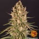 Семена марихуаны Blueberry Cheese fem. Barneys Farm