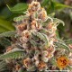 Семена марихуаны Blueberry Cheese fem. Barneys Farm