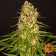 Семена марихуаны Blueberry Cheese fem. Barneys Farm