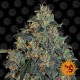 Семена марихуаны Blueberry Og fem. Barneys Farm