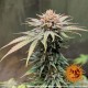 Насіння марихуани Blue Shark CBD fem. Barneys Farm