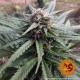 Насіння марихуани Blue Shark CBD fem. Barneys Farm