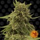 Насіння марихуани Critical Cure CBD fem. Barneys Farm