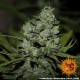Насіння марихуани Cookies Kush fem. Barneys Farm