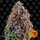 Насіння марихуани Critical Kush fem. Barneys Farm