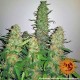 Насіння марихуани Critical Kush fem. Barneys Farm