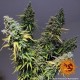Насіння марихуани Critical Kush fem. Barneys Farm