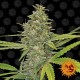 Семена марихуаны G13 Haze fem. Barneys Farm