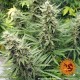 Семена марихуаны G13 Haze fem. Barneys Farm