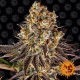 Насіння марихуани Gelato 45 fem. Barneys Farm