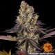 Насіння марихуани Gelato 45 fem. Barneys Farm