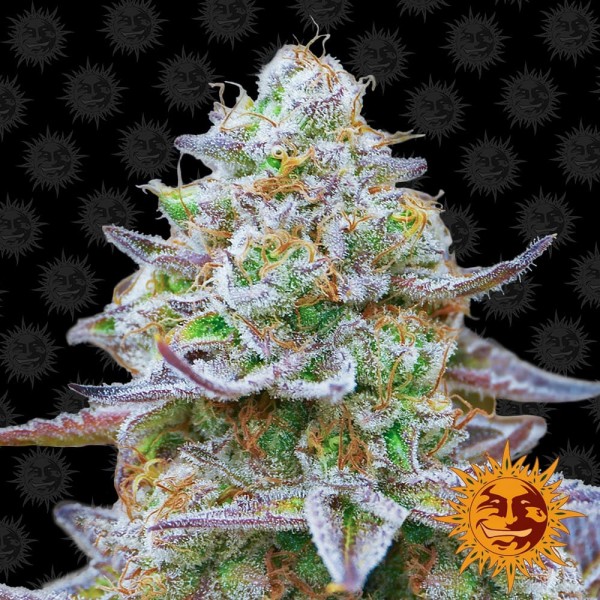 Семена марихуаны Gorilla Zkittlez fem. Barneys Farm