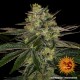 Семена марихуаны Gorilla Zkittlez fem. Barneys Farm