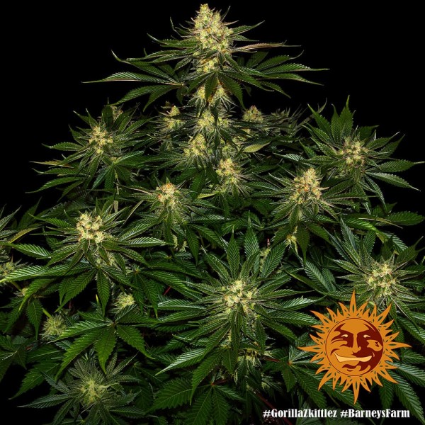 Семена марихуаны Gorilla Zkittlez fem. Barneys Farm