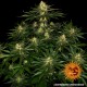 Семена марихуаны Gorilla Zkittlez fem. Barneys Farm