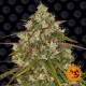 Насіння марихуани Liberty Haze fem. Barneys Farm